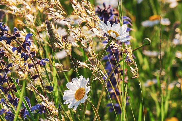 kwiaty polne powodują fototoksyczne zapalenie skóry